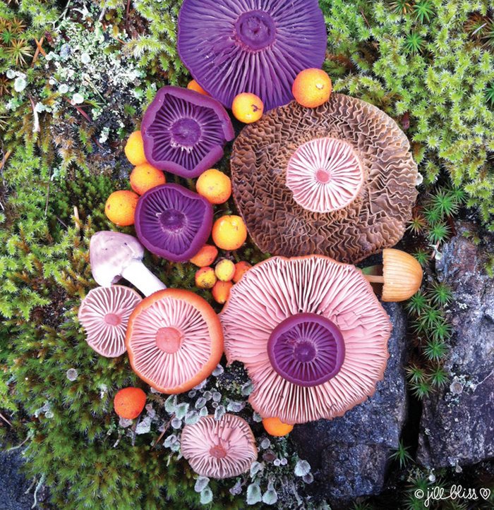 她收集菇菇「在草地上擺盤」　成品超讓人驚艷：比花朵還美！