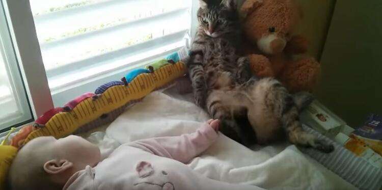 貓咪第一次見到寶寶　四目相對瞬間整個懵掉反應太可愛了