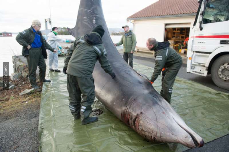 他們發現這隻2000公斤的鯨魚「反覆擱淺」只好將牠安樂死，但解剖後卻發現牠的死因不單純！