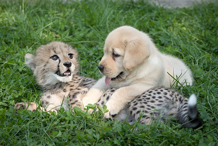 治療犬拉拉「用天然萌療癒」焦慮小獵豹　2隻膩在一起的畫面萌翻人心❤️