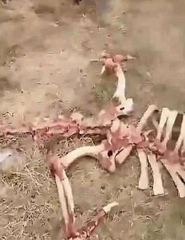 有影片！英國媒體瘋傳「發現骨架有18公尺長的東方龍」，當地村民趕來查看驚呼：是真的！