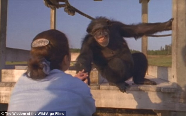 這個女人跟18年沒有見過面的大猩猩再重逢，她明知道會有危險卻依然決定靠近大猩猩…