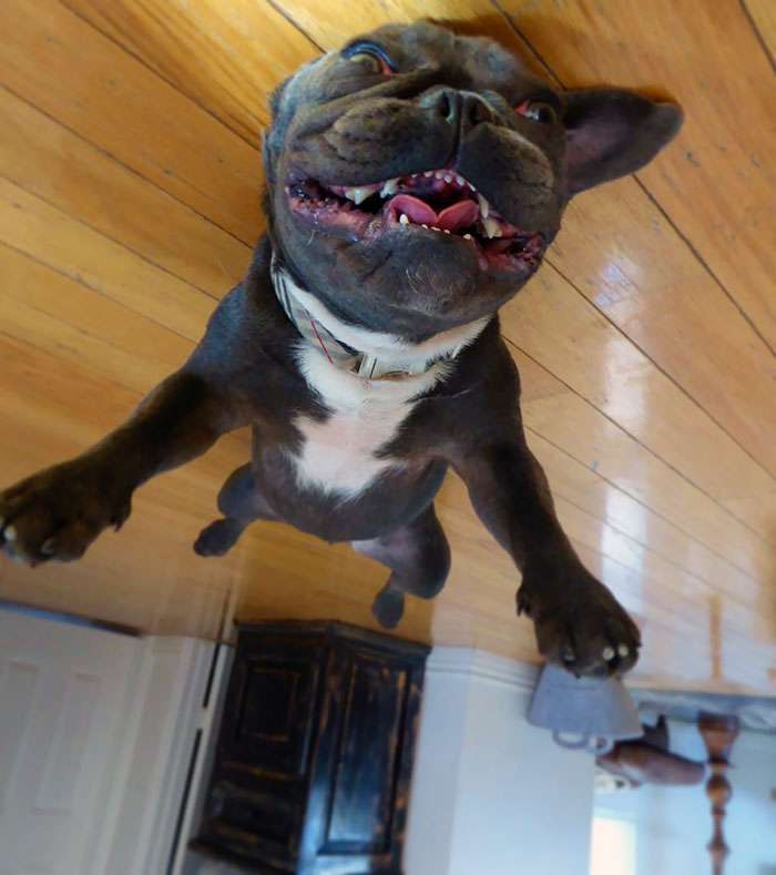 一秒讓家中汪汪慵懶升空～　25張克服重力的「蠢萌氣球狗照片」