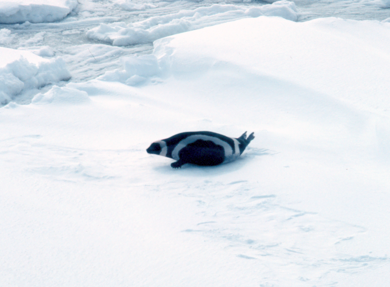 可愛北極小海豹「身上有4條白斑」超罕見　圓嘟嘟模樣「黑白相間」太可愛：好像企鵝♥