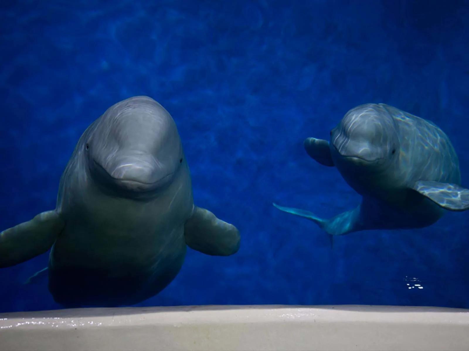 小白鯨姊妹花遭獵後「圈養表演10年」　終於回歸大海：露出燦爛笑容