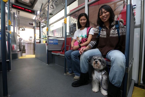 北市「狗狗友善公車」讓飼主可以不裝籠帶毛小孩自由搭，乘客一上車看到都是狗狗…大讚「超療癒」！