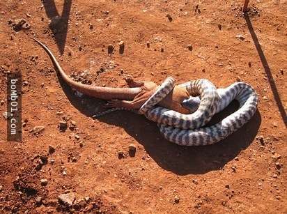 22張證明「澳洲對害怕蛇的人來說簡直是人間地獄」的可怕照片！