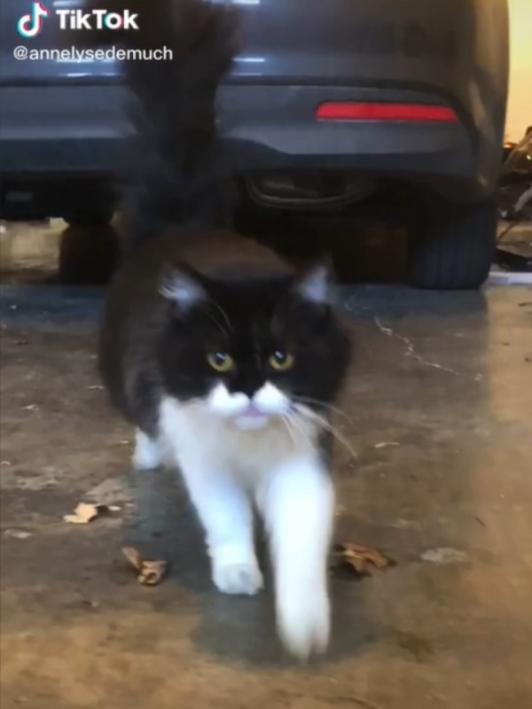 黑白貓餓到進車庫討食！　餵飽後「不走了」她收編好驚喜：竟還自帶禮物❤️
