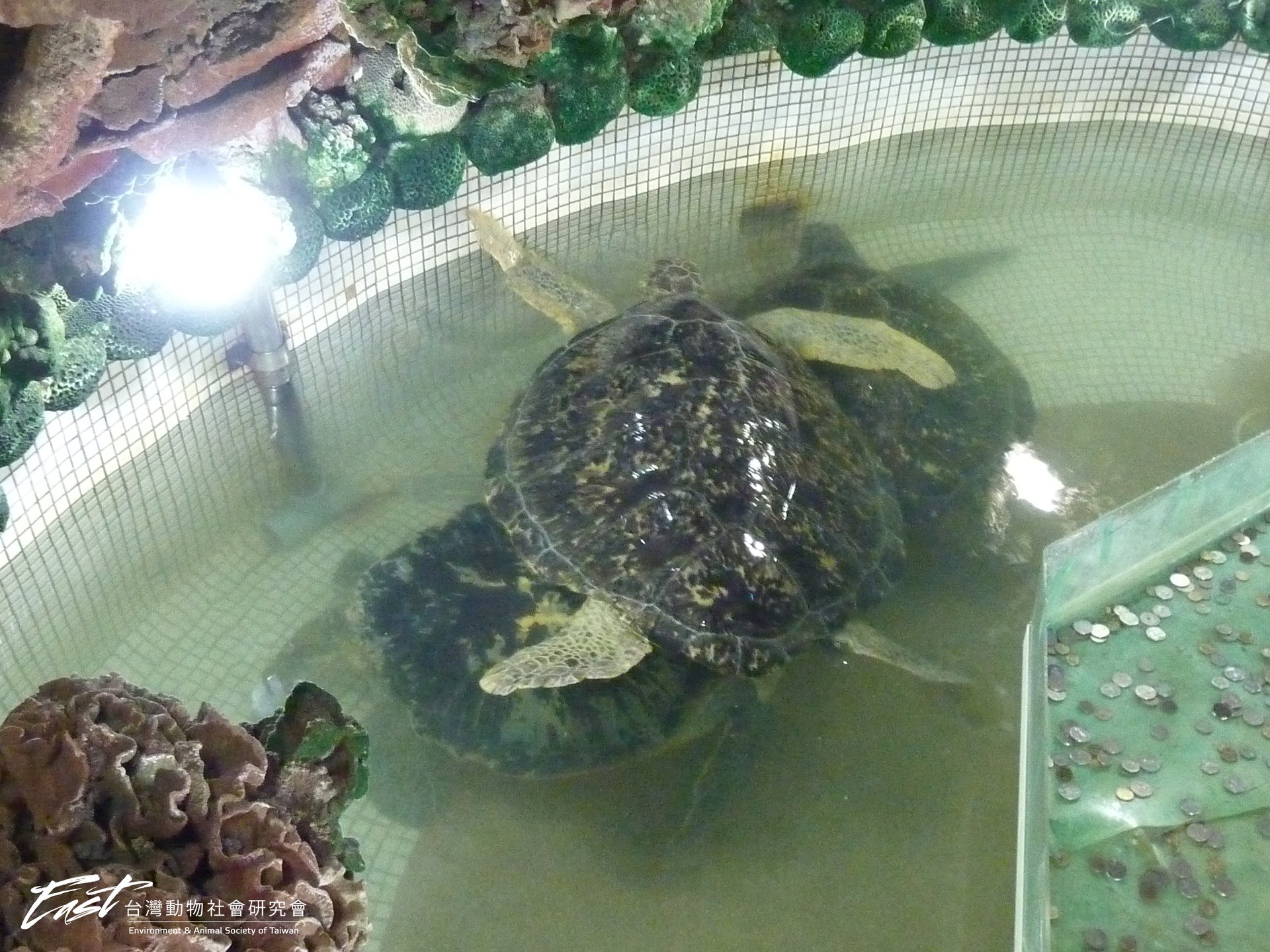 澎湖大義宮「野放5隻海龜」！住地下室52年　過去飼養原因曝
