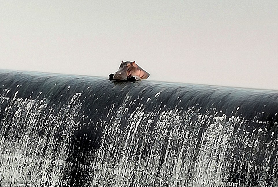 真實版「嚕嚕米」趴砂壩發呆　在地人笑：牠已經是動物明星了
