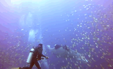 潛水員遇到「巨型魔鬼魚」靠近　牠痛苦求助：救救我...