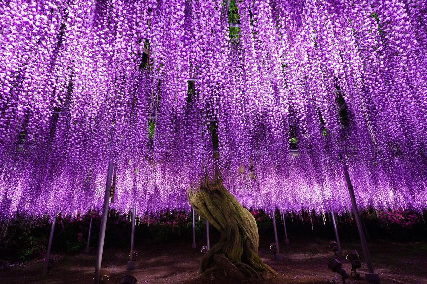30張超震撼「紫藤花瀑布」照片就是你必須馬上飛去日本旅遊的原因！