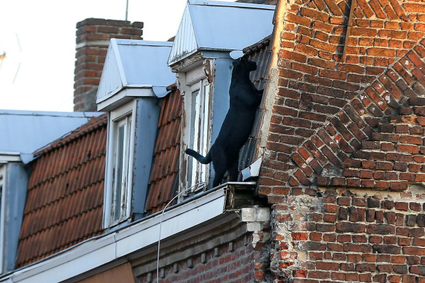 法國民眾呆滯了！屋頂上驚見「黑豹逛大街」　被抓後秒變乖巧黑喵