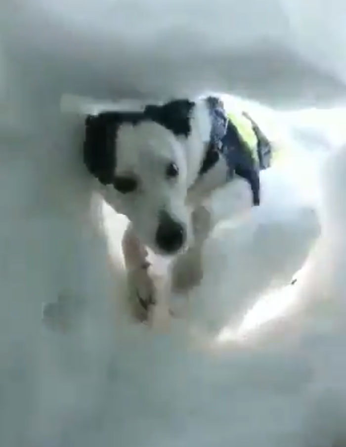 雪地受困救援犬來救你！　毛孩挖雪洞「受困者視角」好感動：牠們超勇敢