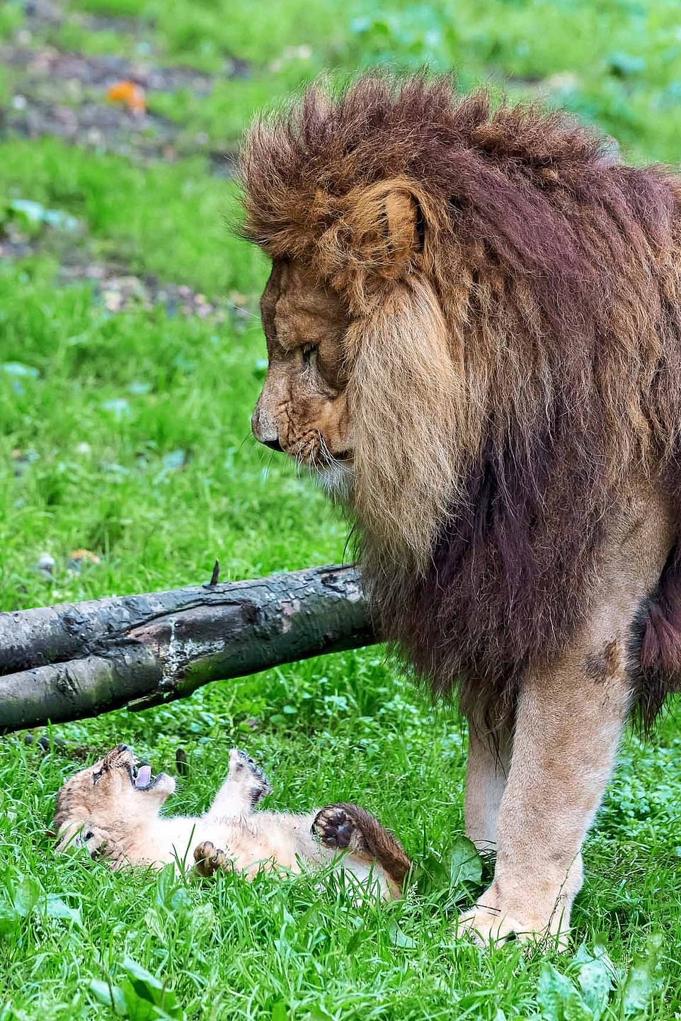 爸爸們都懂！　非洲獅王「老婆不在家」　照顧5隻奶獅手忙腳亂：接下來該怎麼辦？