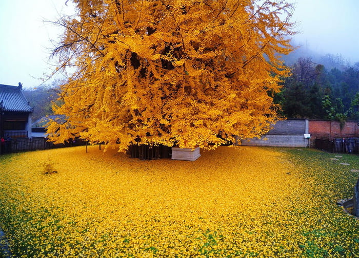 獨樹自成森林！1400年前種下的銀杏樹　秋天「落一地金黃」美到驚心
