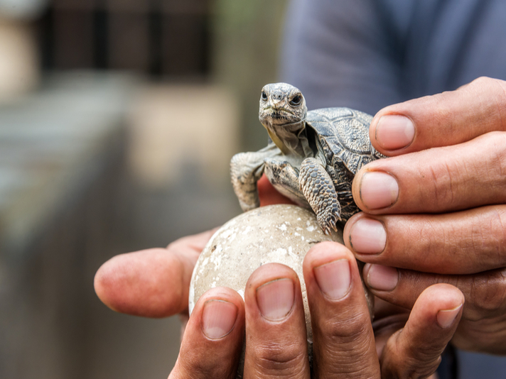 消失百年的全世界最大陸龜「現身」　科學家超興奮：超過10隻是烏龜寶寶