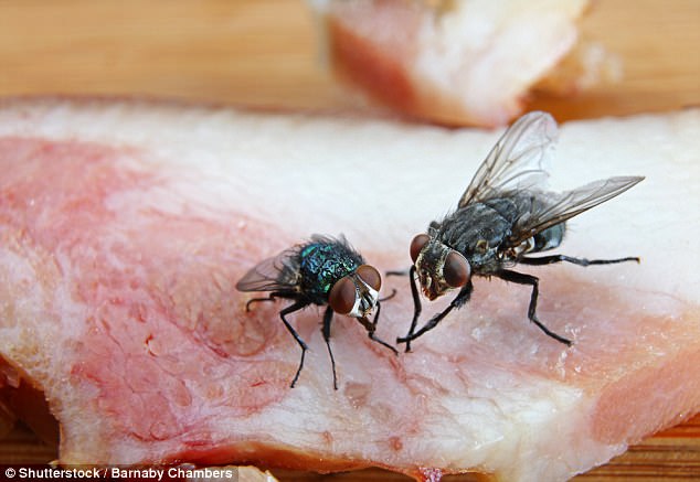 蒼蠅沾過的食物「就算只碰到1秒也不要去吃」，科學家發現的事實已經讓許多人不寒而慄！