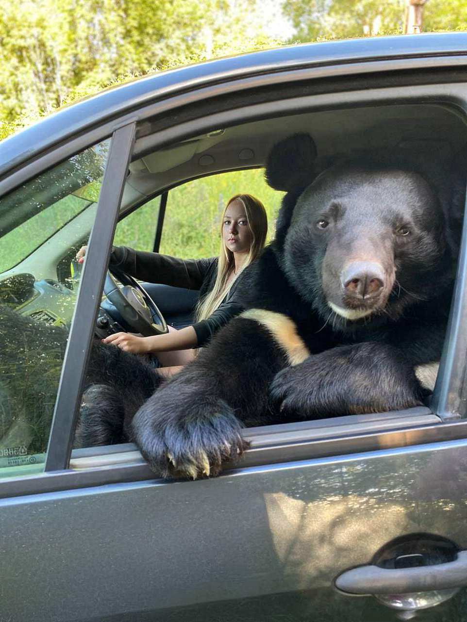 來兜風嗎？路邊車輛副駕竟「探出一頭熊」　主人笑叮囑：要繫安全帶～