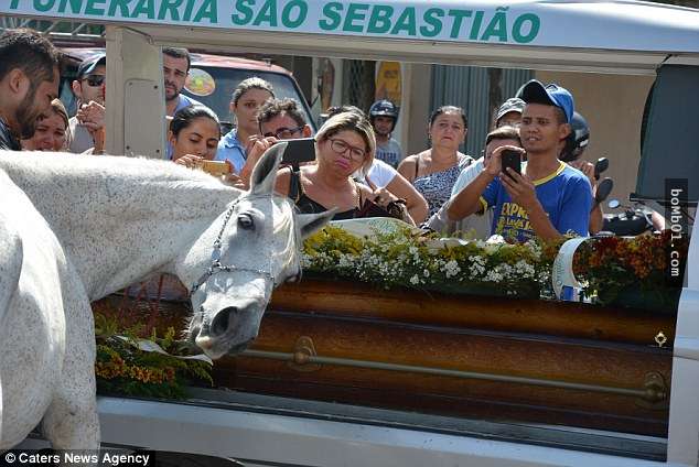 這匹馬兒參加了相處8年主人的葬禮，結果牠「一看到棺材的反應」讓現場所有人都落淚了…