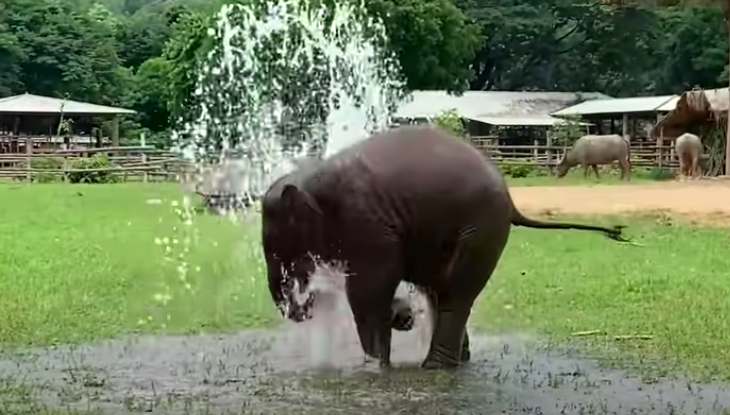水管故障！小象「秒變小朋友」玩超嗨　來回蹦跳：這就是我的水上樂園～