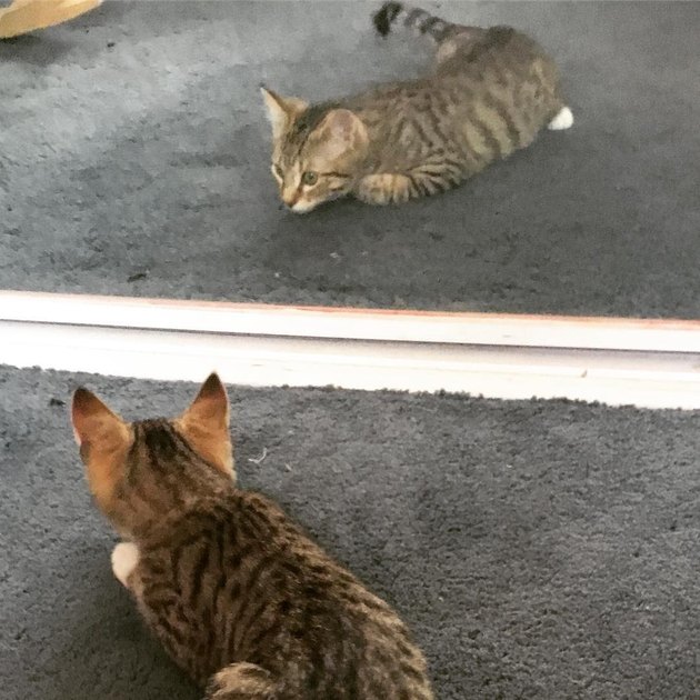當主子遇上鏡子！　18張「貓與鏡子間的頂尖對決」：每隻喵都是戲精～