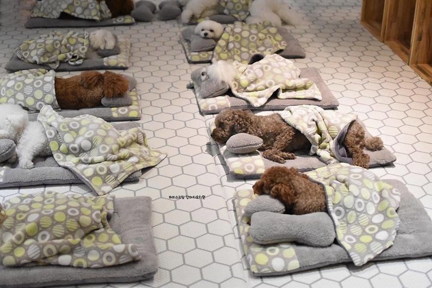 想混進去睡！　狗狗托育中心「集體睡午覺」滿滿幸福感　整排小白汪「睡成熊」：棉被好蘇胡～