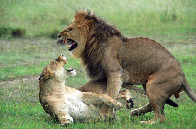 活該！　盜獵者被獅子發現　慘叫幾分鐘「剩下一顆頭」