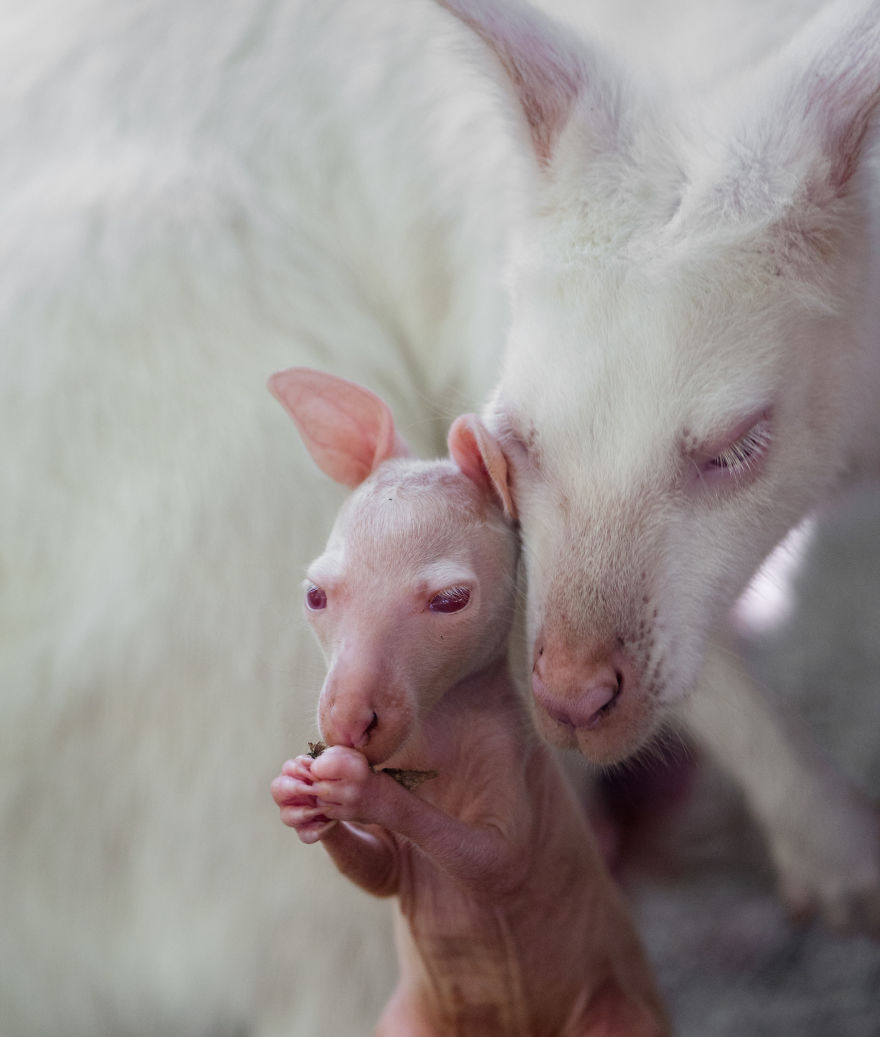 極罕見「白毛袋鼠」全球僅有1000隻　長得就像是童話裡的白精靈