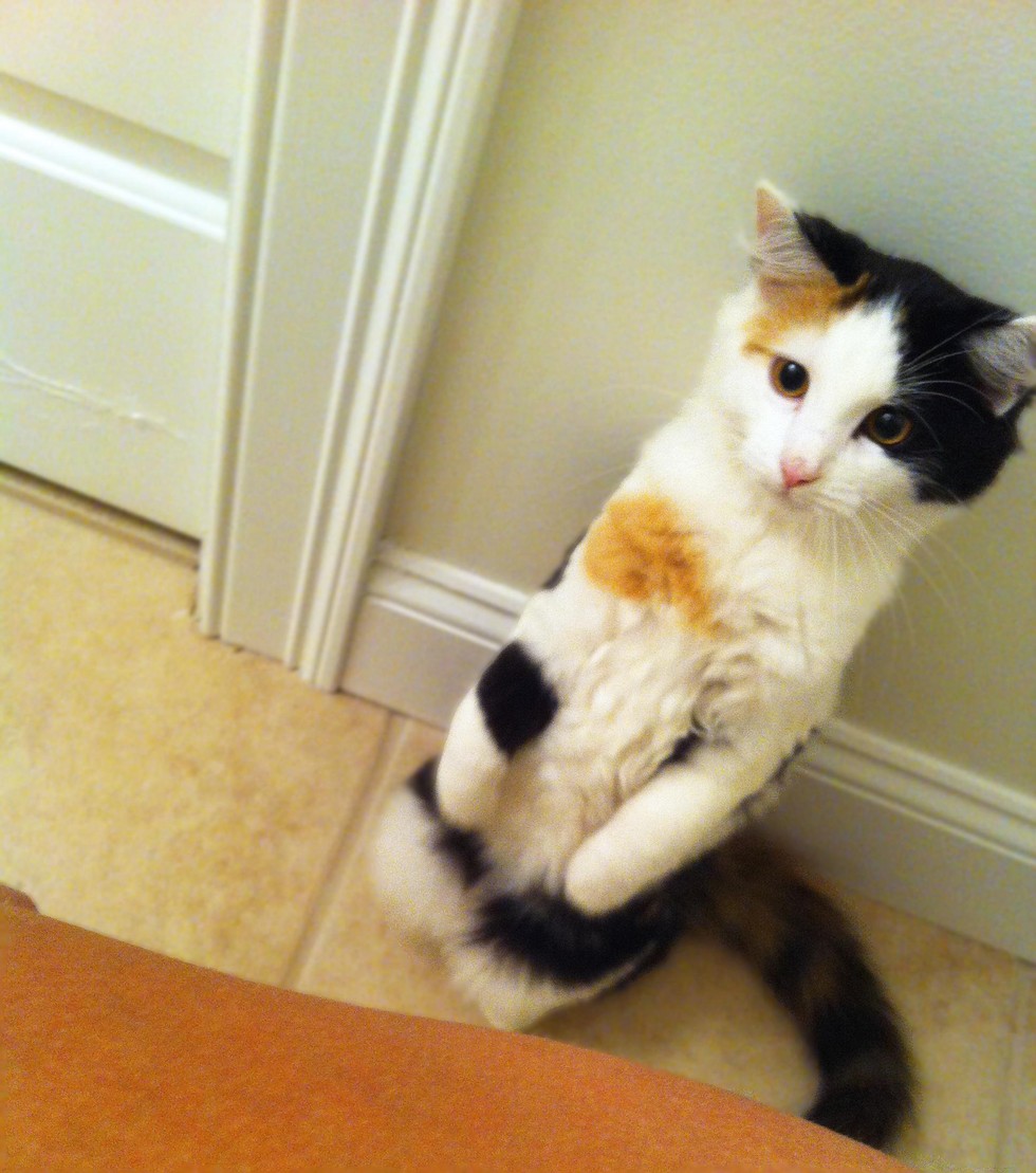 貓為什麼要跟主人上廁所？　專家解讀：恭喜被認證是老大了