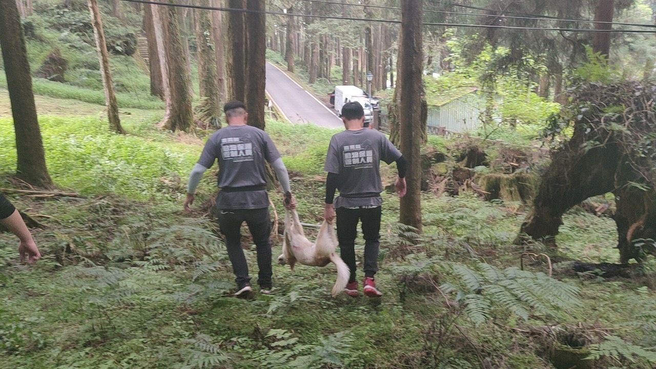 國寶級「帝雉」遭伏擊！　動保員耗時2天全面捕捉阿里山浪犬