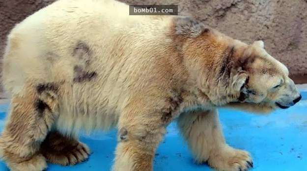 全世界最悲傷的北極熊「終於不必再承受孤獨痛苦」，但是牠解脫的方式卻讓大家都哭了…