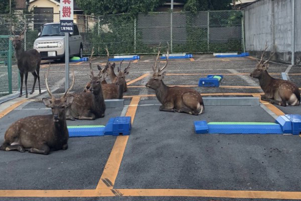 停滿了喔～　奈良停車場驚見「巨大生物」入侵　網笑：請鹿邊停車