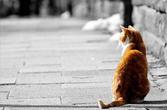 9個秒懂「橘子貓魅力」的小知識　收容所裡的橘子貓等著大家領養