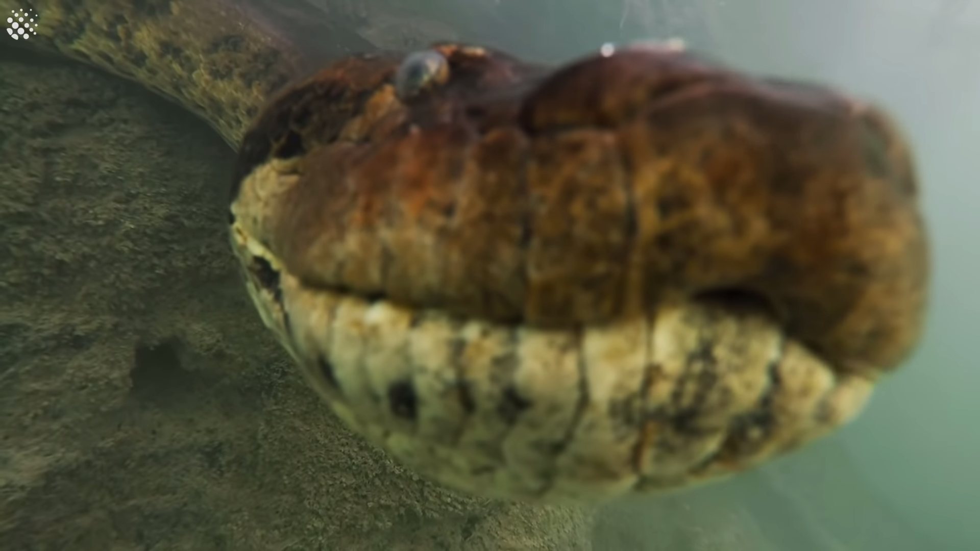 水下拍到「7米長罕見巨獸」　潛水員超興奮：牠還跟我面對面！