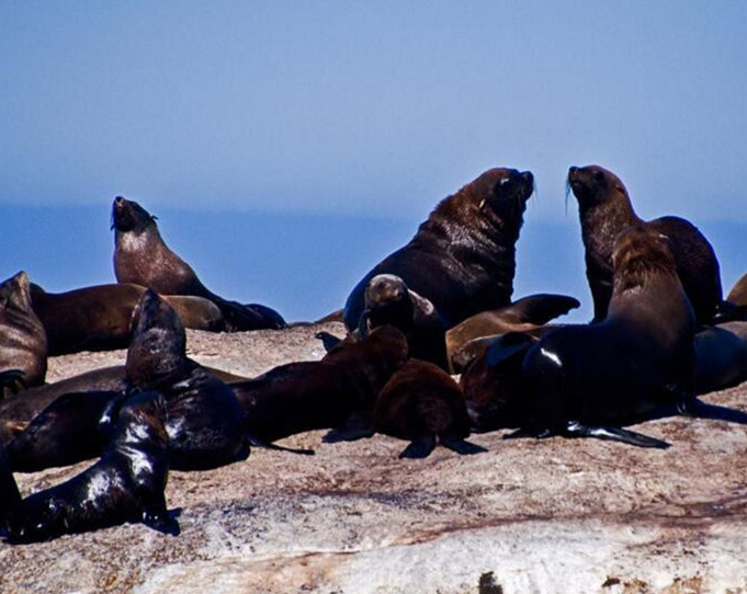 遊客剛好拍下「海豹集體跳崖」的影片，但是查到的真相卻不是剛好…害死牠們的就是那群遊客！