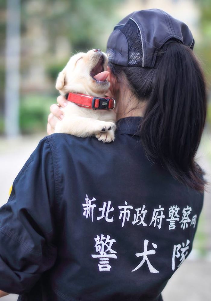 台灣最新一批小警犬「萌到外國媒體也要報導」，一臉還睡不醒的上班模樣把大家都治癒了！