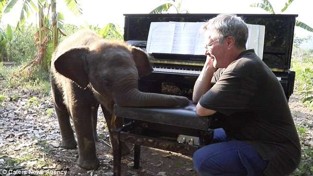 為心靈受創的大象彈鋼琴　退休男：我用音樂治癒牠們的心