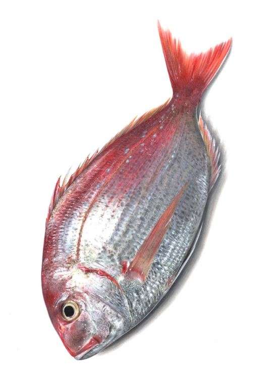 高手在民間！　日本繪師在「紙上做菜」　油亮小鮭魚好想吃一口～