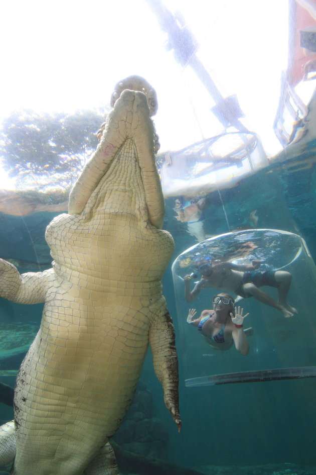 「恐怖水缸」讓你跟鱷魚面對面　恐懼指數破表「敢挑戰的都是勇者」