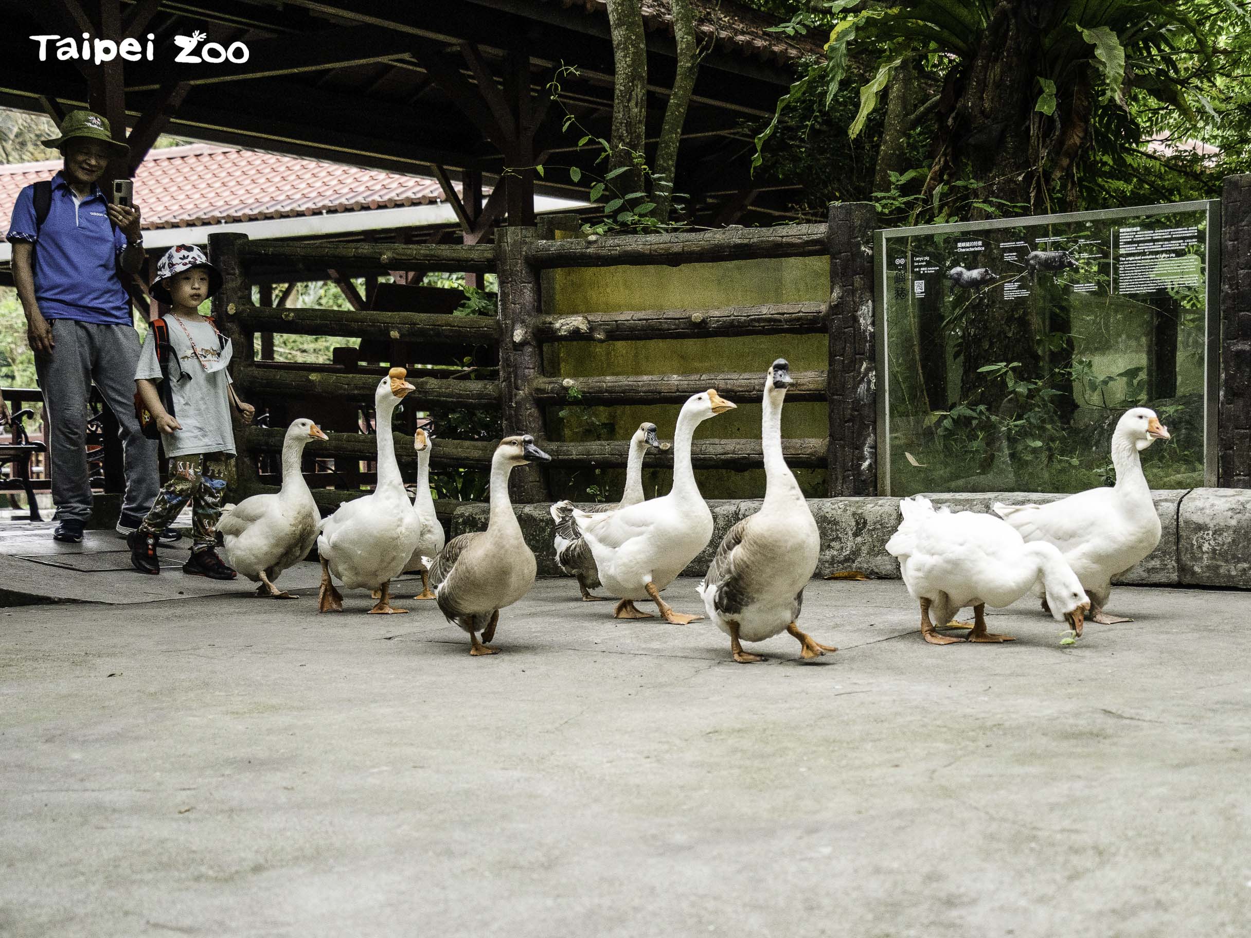 鵝鵝起步走！台北市立動物園出現「呆萌鵝遊行」　每週日列隊陪你逛動物園