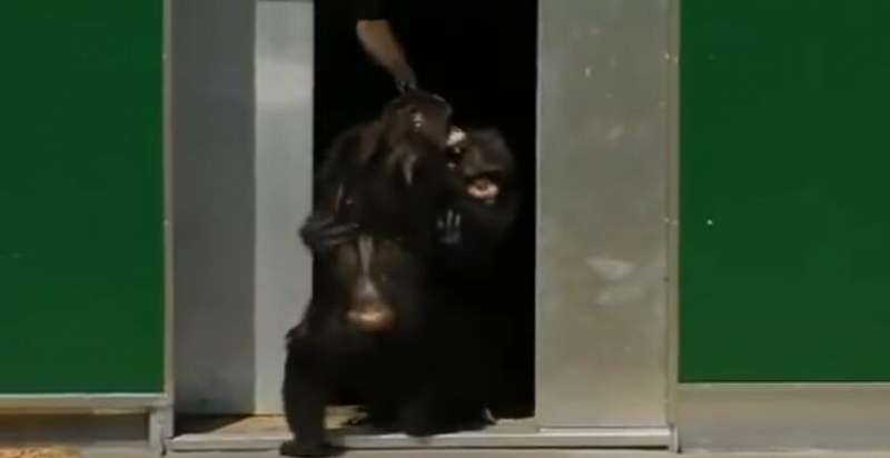 黑猩猩被監禁實驗室30年終於重獲自由　踏出房門時的反應會讓你想要噴淚