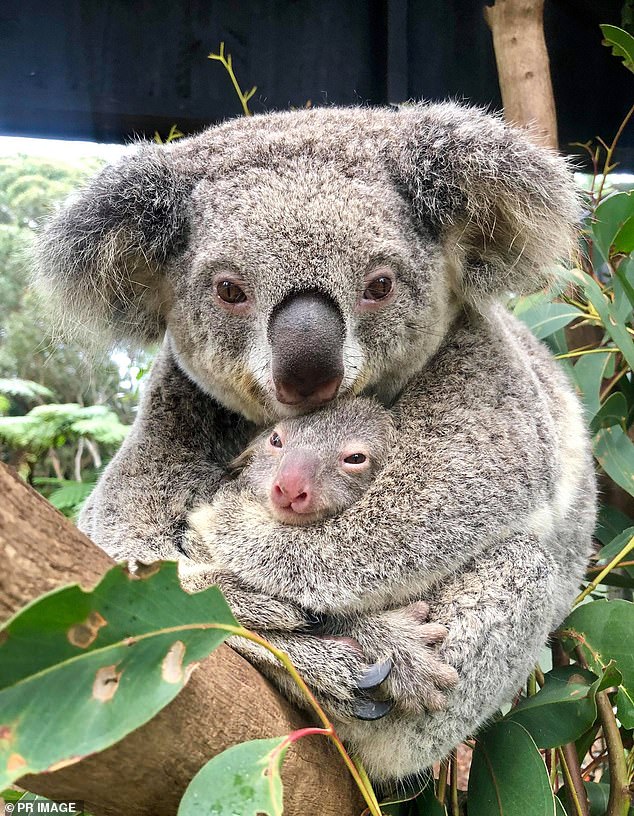 野火後仍然有希望！　澳洲迎來「首隻誕生小無尾熊」縮懷裡展現最美延續