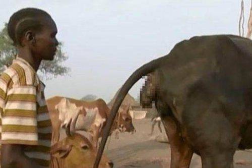 這個非洲男子抱緊一隻牛然後「吹牠的菊花」，幾秒後他的神奇收穫讓大家都不敢相信！