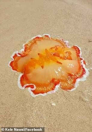 沙灘上掉落一件舞裙？　罕見「深海蛞蝓」身影曝光：水中真的會跳舞
