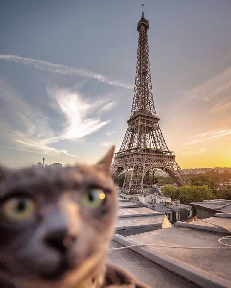 臉佔了畫面40％表情各種尷尬～　11張「貓咪被拍壞掉」的旅遊自拍照