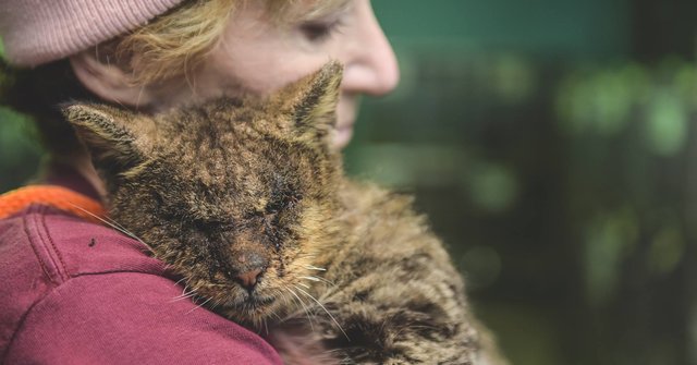 貓咪因為罹患皮膚病沒人敢靠近，直到一位女性抱起牠…牠「滿臉感激」害人超想哭！
