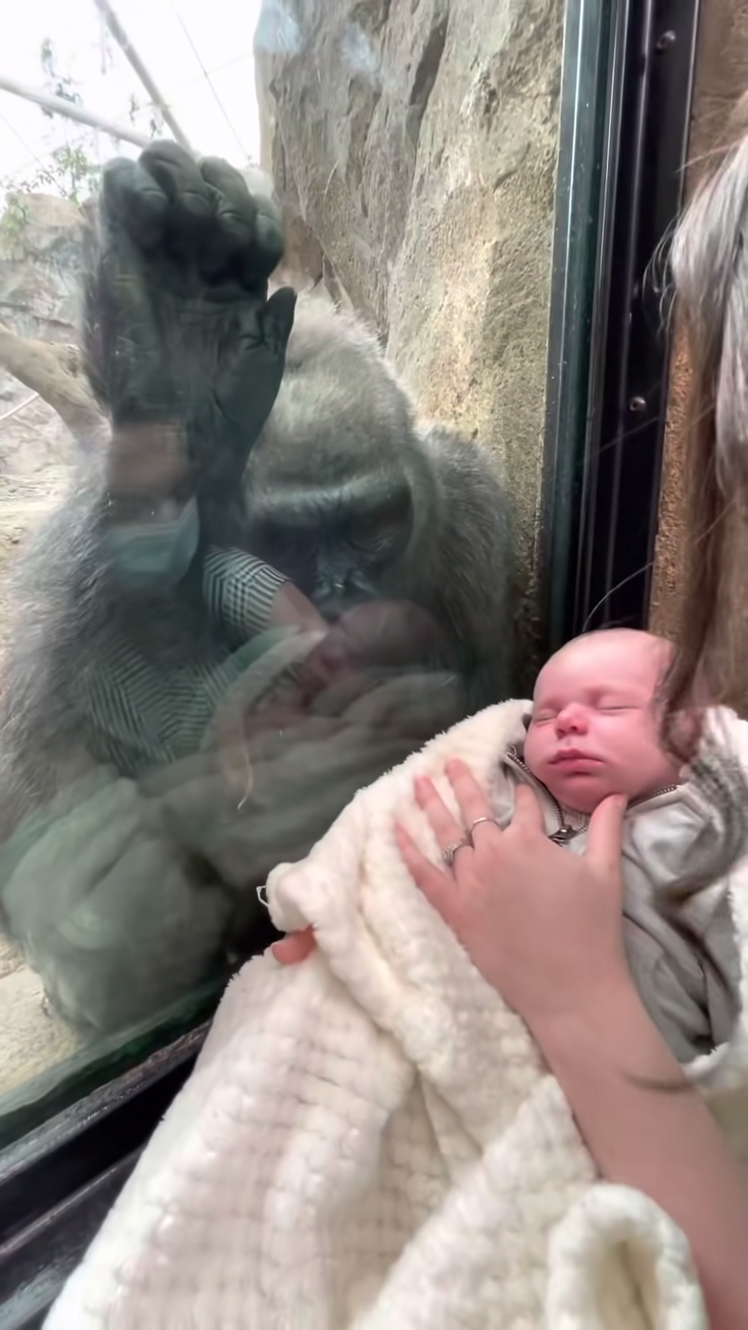 剛生過猩寶！大猩猩見嬰兒「母愛噴發」　趴窗緊盯：噢他好可愛❤️