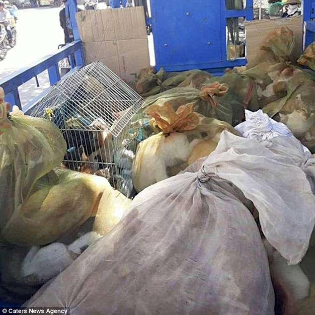 救我…　他拍下越南「貓肉市場」最心碎的畫面　遊客也來朝聖吃牠們