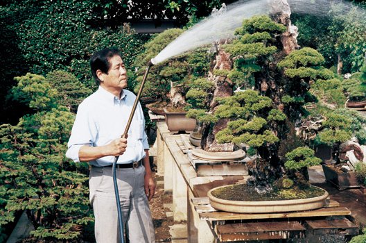 把整座森林種在盆栽裡！　日本「盆景魔術師」蓊鬱傑作超驚人：庭院裡宛如仙境～